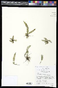 Asplenium resiliens image