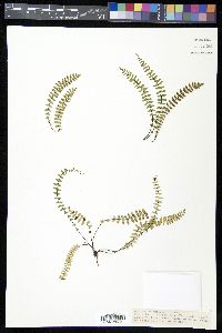 Asplenium resiliens image