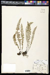 Asplenium resiliens image
