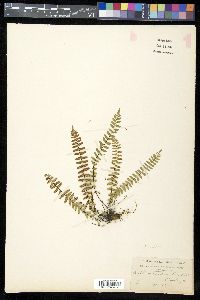 Asplenium resiliens image