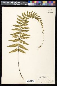Asplenium radicans image