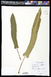 Asplenium scolopendrium image