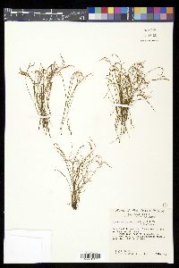 Asplenium septentrionale image