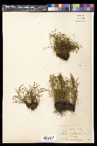 Asplenium septentrionale image