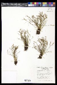 Asplenium septentrionale image