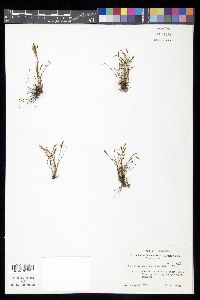 Asplenium septentrionale image