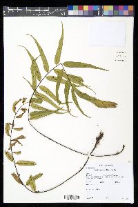 Asplenium feei image