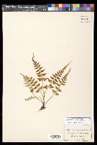 Asplenium x trudellii image