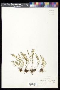 Asplenium dentatum image