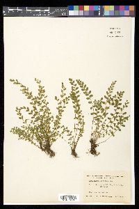 Asplenium dentatum image