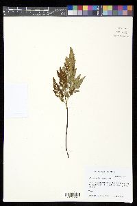 Asplenium adiantum-nigrum image