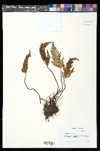 Asplenium adiantum-nigrum image