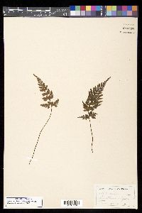 Asplenium adiantum-nigrum image