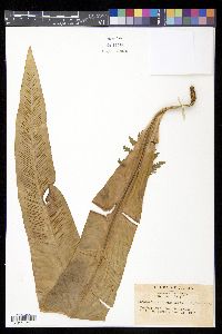 Asplenium antiquum image