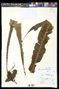 Asplenium amboinense image