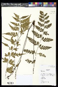 Asplenium affine image