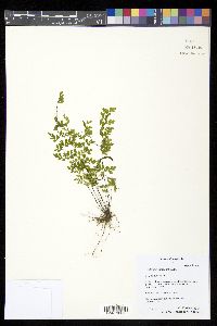 Asplenium cuneatum image