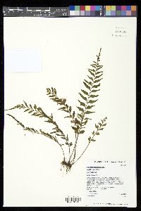 Asplenium contiguum image
