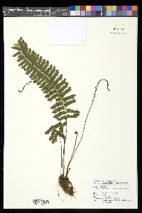 Hymenasplenium cheilosorum image