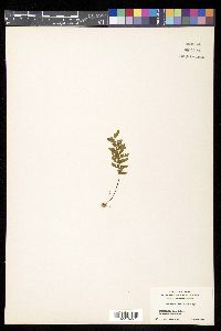 Hymenasplenium cheilosorum image