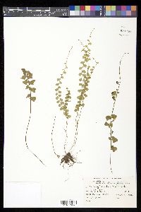 Asplenium flabellifolium image