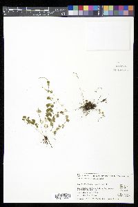 Asplenium flabellifolium image