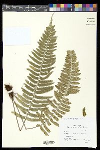 Asplenium tenerum image