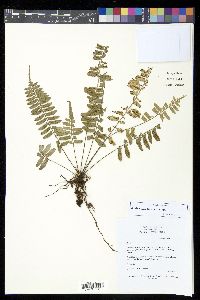 Asplenium tenerum image