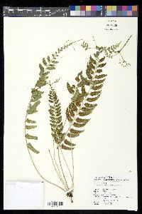 Asplenium tenerum image
