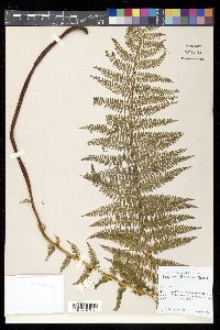 Dennstaedtia appendiculata image
