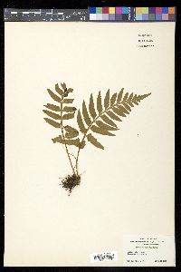 Asplenium wrightii image