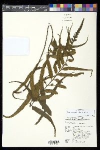 Asplenium wrightii image