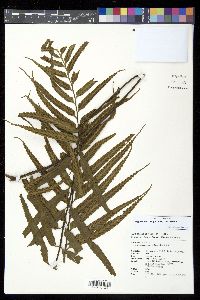Asplenium wrightii image
