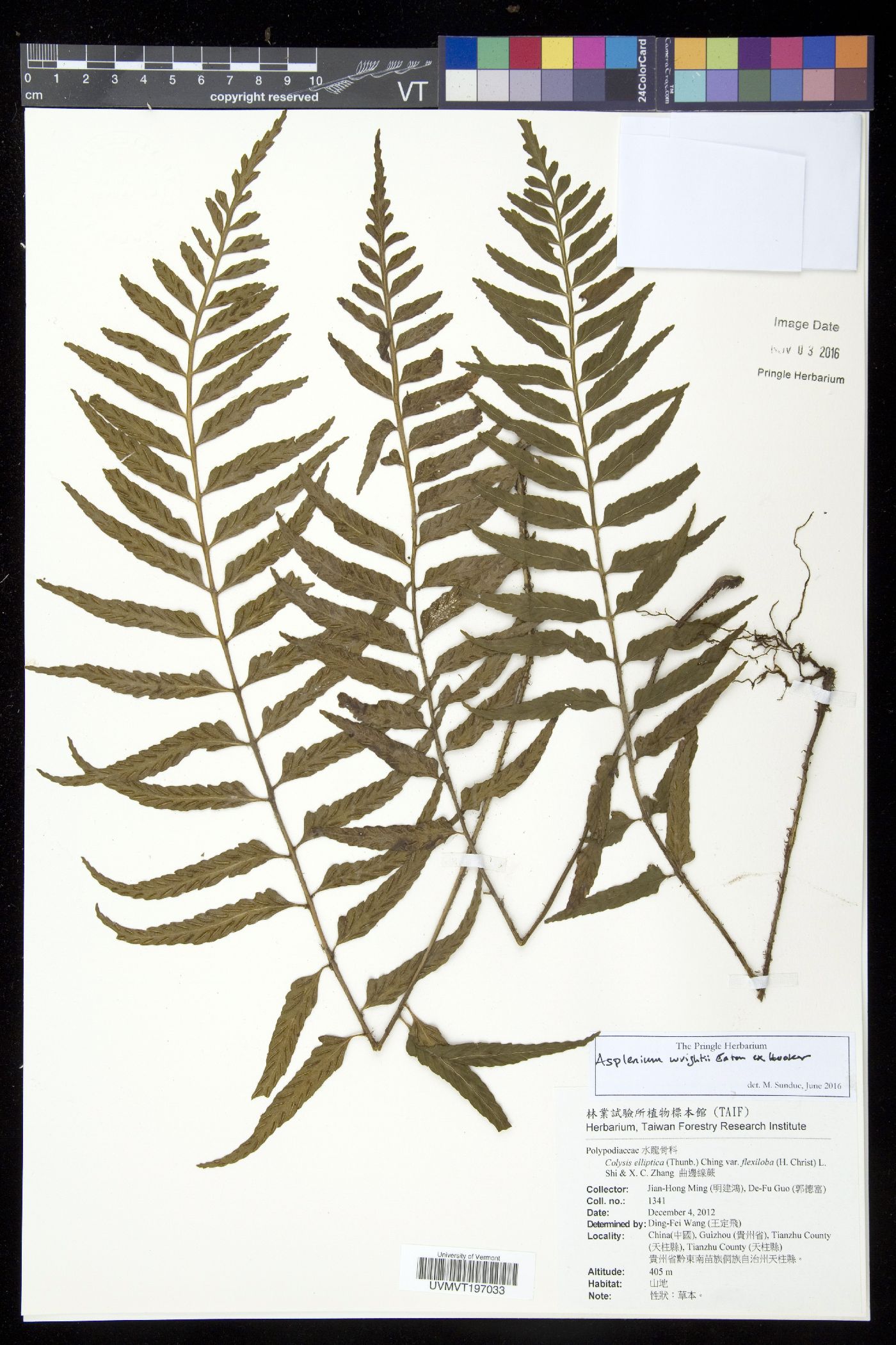 Asplenium wrightii image