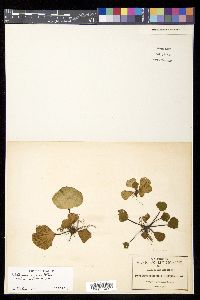 Asplenium nigripes image