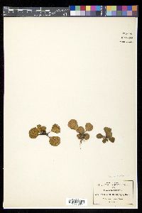 Asplenium nigripes image