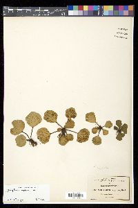 Asplenium nigripes image