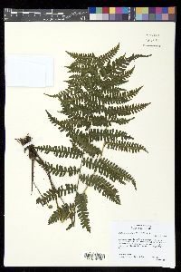 Amauropelta atrovirens image