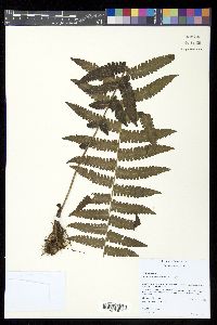 Thelypteris asplenioides image