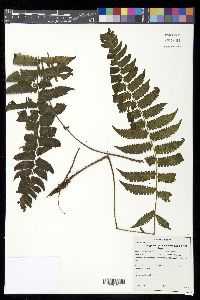 Amauropelta aspidioides image