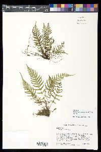 Thelypteris consanguinea image