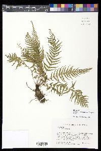Amauropelta consanguinea image