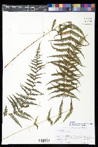 Thelypteris consanguinea image