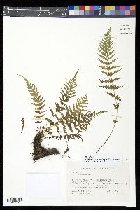 Thelypteris consanguinea image