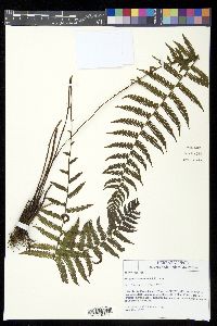 Thelypteris concinna image