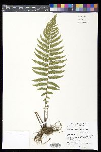 Thelypteris concinna image