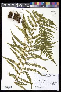Amauropelta cheilanthoides image