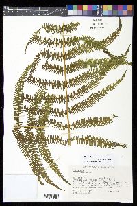 Thelypteris balbisii image