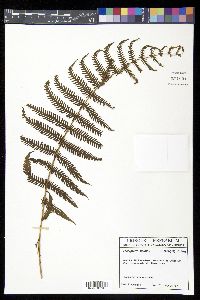 Thelypteris balbisii image