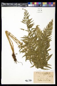 Thelypteris nevadensis image